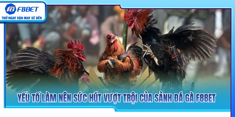 Đá Gà F8BET 1 Lý do đá gà F8BET trở thành điểm đến hàng đầu