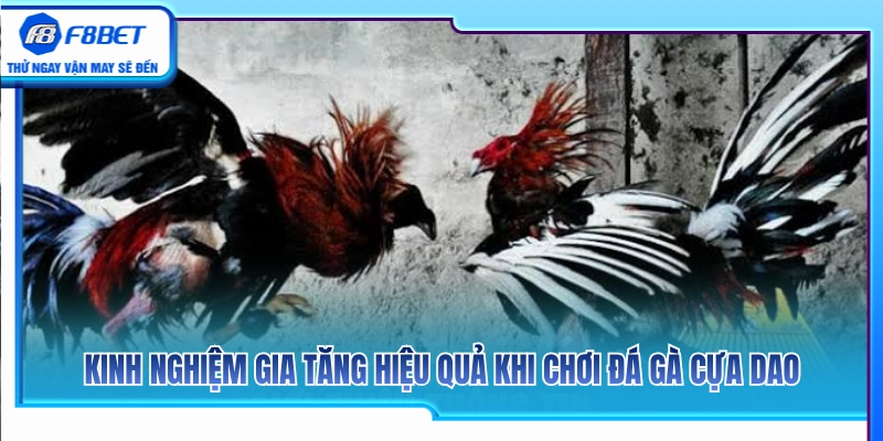Đá Gà Cựa Dao F8BET – Lưu Ý Khi Theo Dòng Trận Tốc Độ 4 Mẹo đánh giá phong độ và cựa gà chuẩn xác từ các sư kê