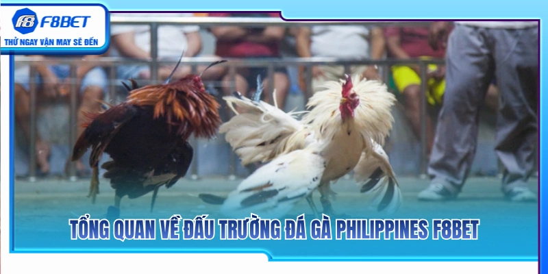 Giới thiệu quy mô trường đấu đá gà Philippines F8BET 
