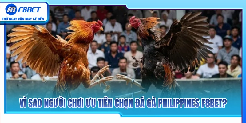 Lý do cược thủ luôn tin tưởng chọn đá gà Philippines F8BET 