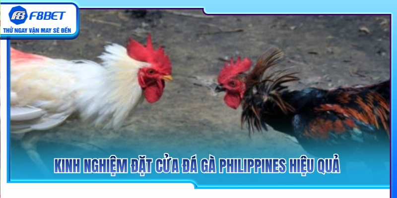 Chiến thuật bắt kèo đá gà Philippines khôn ngoan từ các sư kê 
