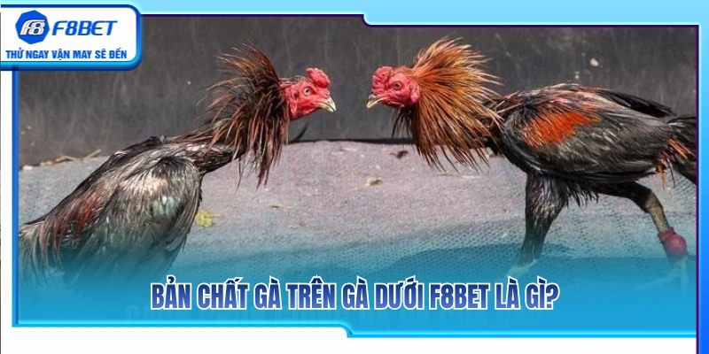 Gà Trên Gà Dưới F8BET – Cách Hiểu Tỷ Lệ Trước Khi Chọn Cửa 2 Ý nghĩa thực sự của việc phân loại gà trên gà dưới F8BET