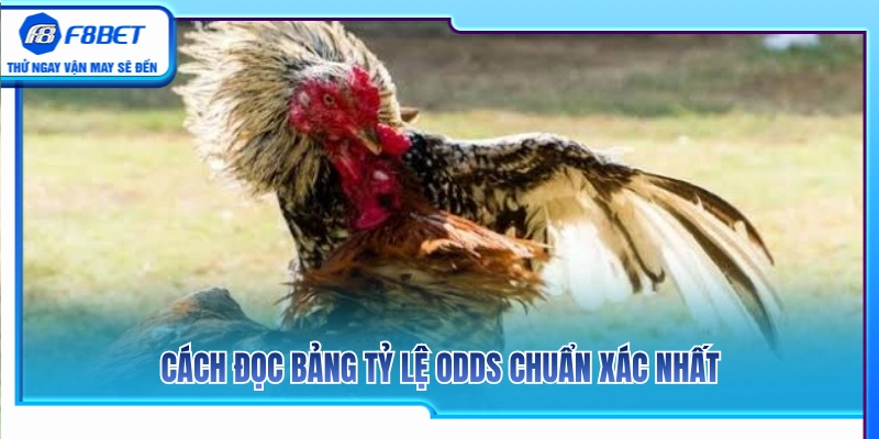 Gà Trên Gà Dưới F8BET – Cách Hiểu Tỷ Lệ Trước Khi Chọn Cửa 3 Hướng dẫn giải mã các thông số odds đá gà chuẩn xác