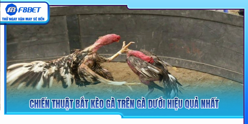 Gà Trên Gà Dưới F8BET – Cách Hiểu Tỷ Lệ Trước Khi Chọn Cửa 4 Kinh nghiệm vào tiền kèo gà chấp và bị chấp chuẩn như sư kê