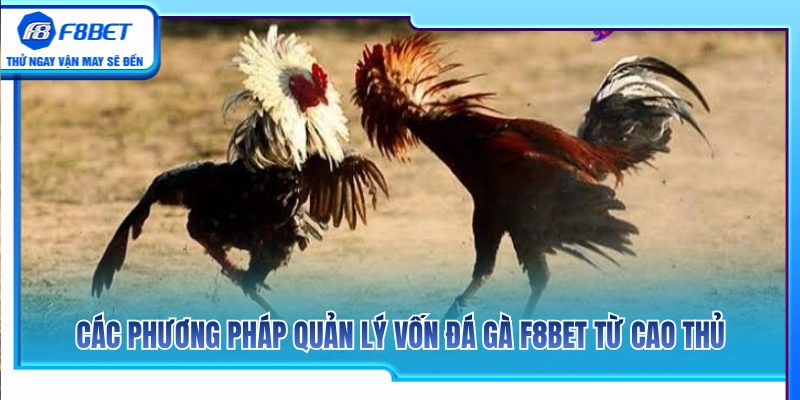 Quản Lý Vốn Đá Gà F8BET Để Không Vào Kèo Theo Cảm Xúc 3 Bí quyết quản lý vốn đá gà F8BET từ các tay chơi kỳ cựu